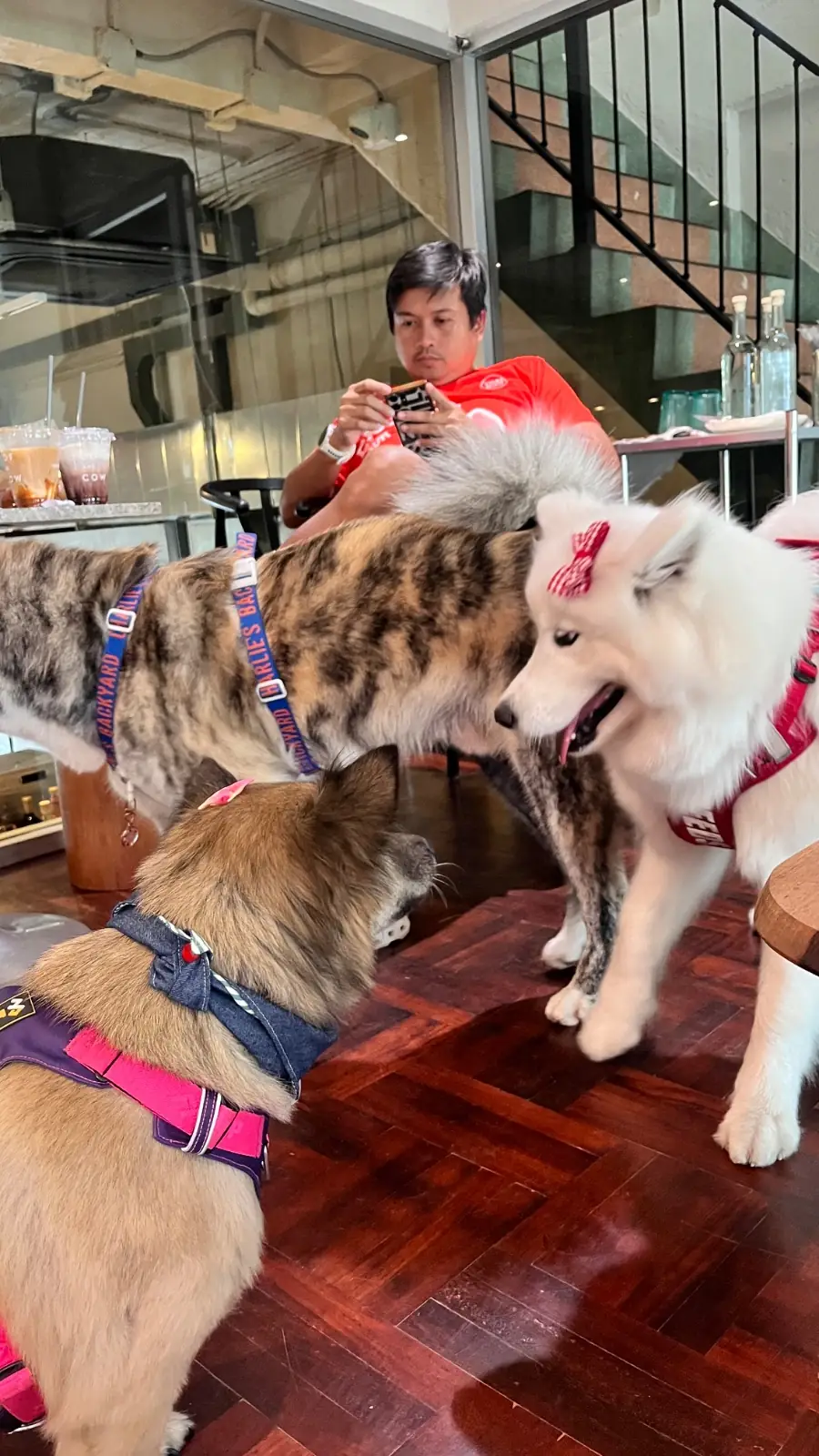 Cof and Cow - Khlong Ong Ang pets image 2