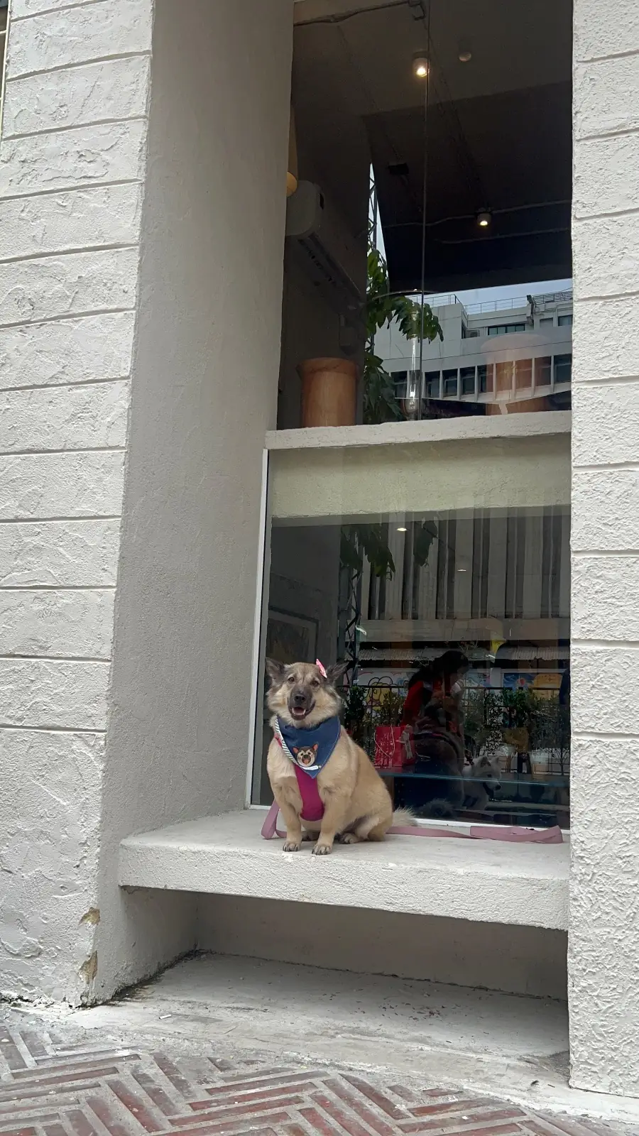 Cof and Cow - Khlong Ong Ang pets image 6