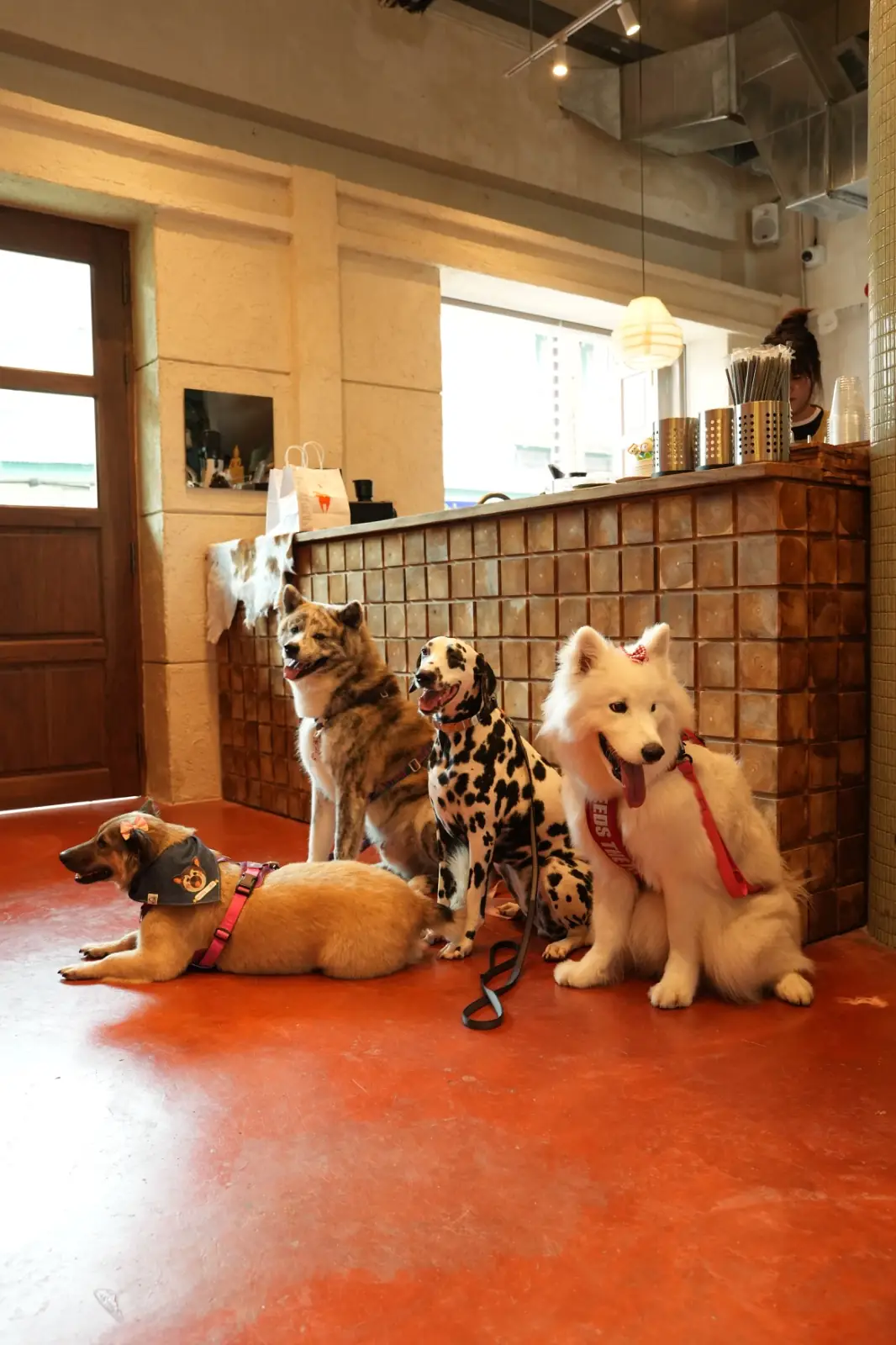 Cof and Cow - Khlong Ong Ang pets image 5
