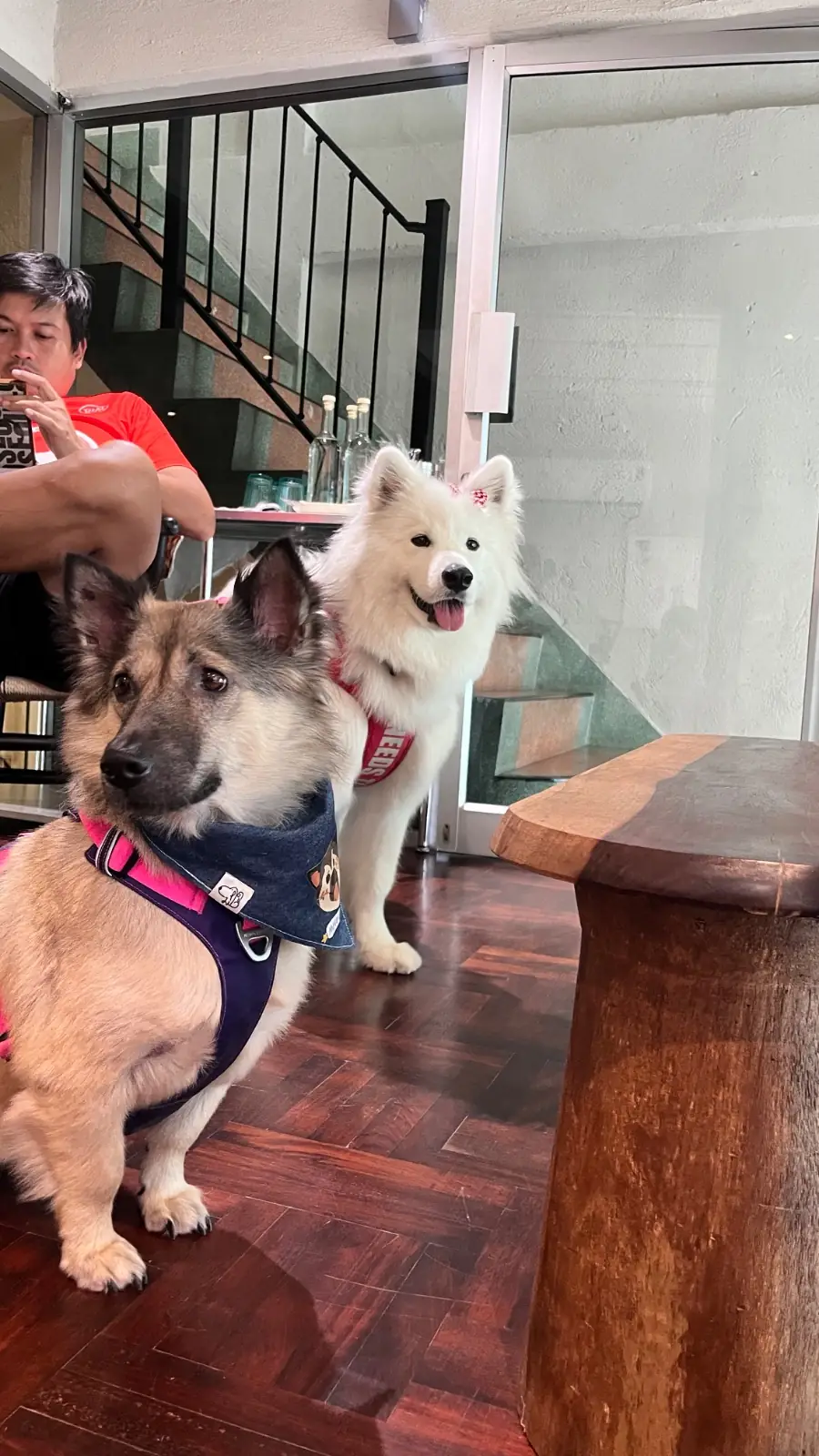 Cof and Cow - Khlong Ong Ang pets image 1
