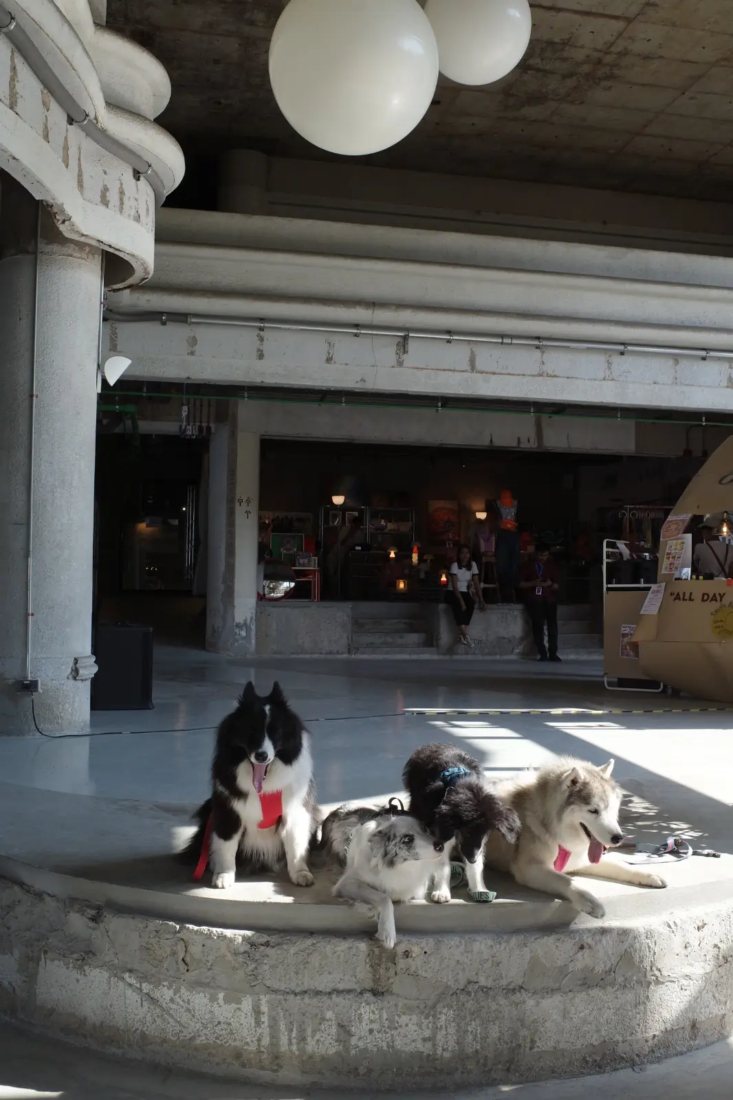 The Lake Club pets image 1