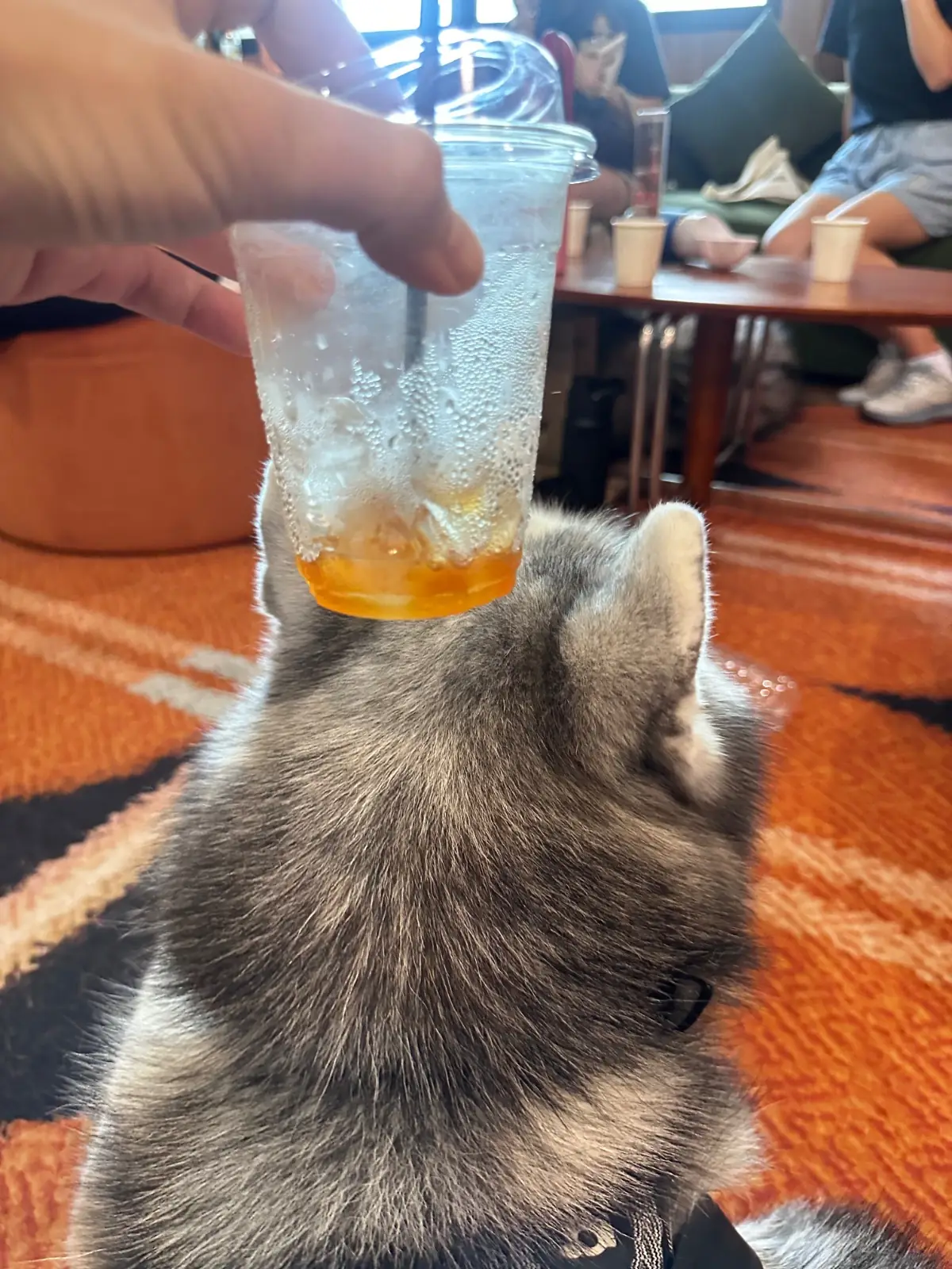 ROWOR Cafe & Wine Bar - Sathorn pets image 1