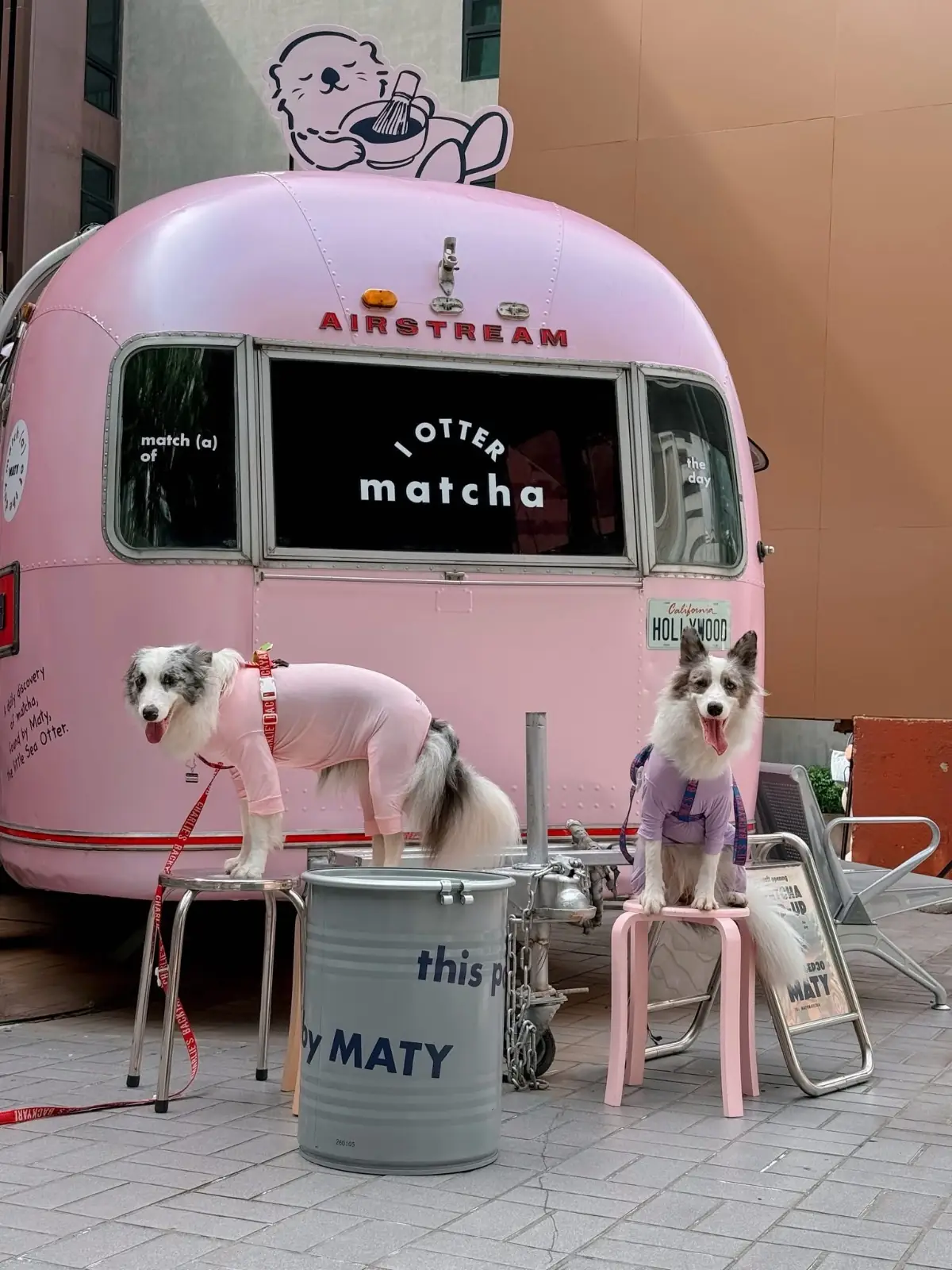 MATY pets image 5