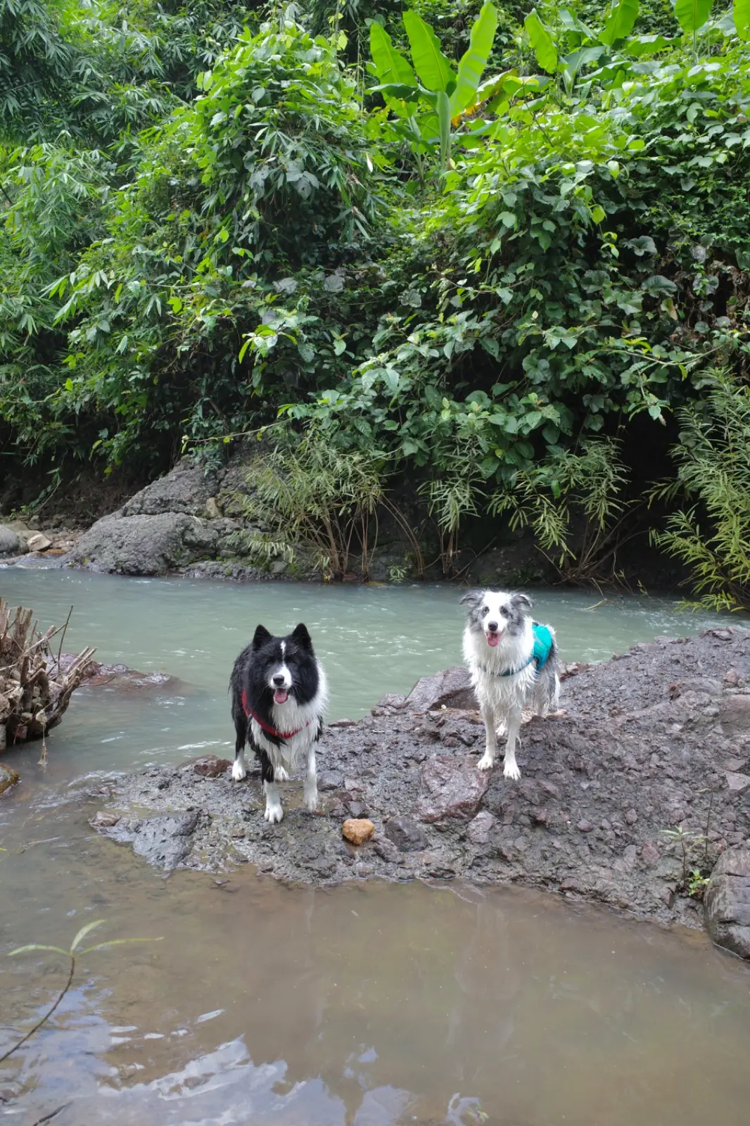 น้ำตกคลองคราม pets image 3