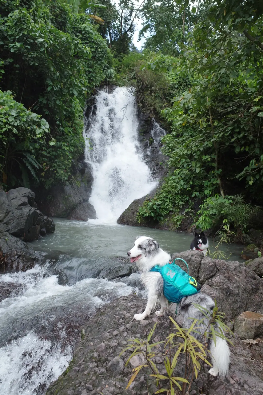 น้ำตกคลองคราม pets image 7