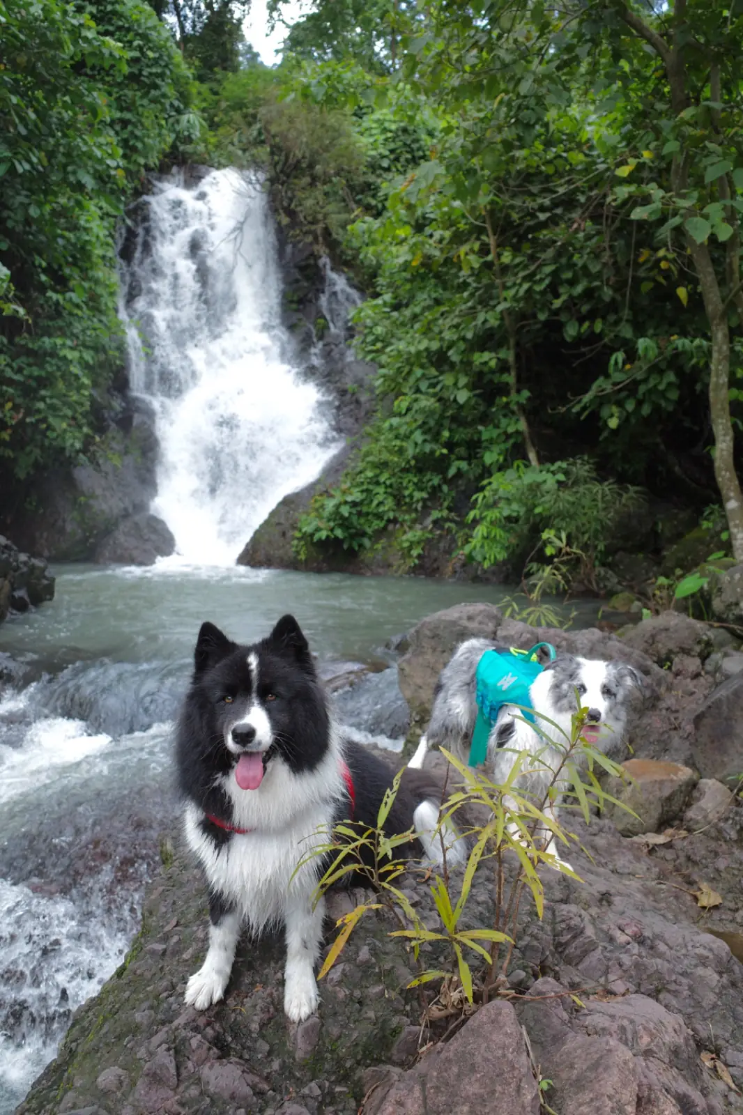 น้ำตกคลองคราม pets image 1