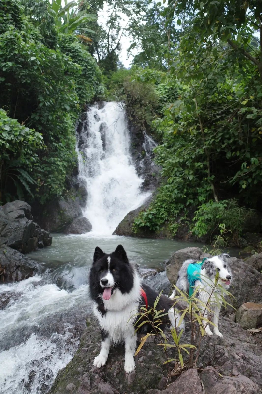 น้ำตกคลองคราม pets image 9
