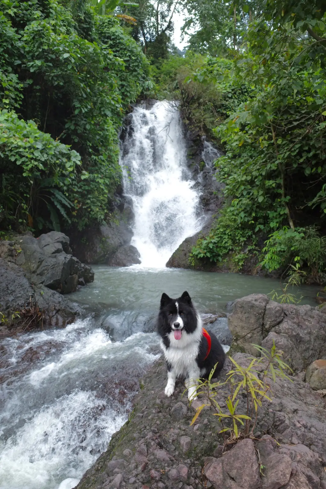 น้ำตกคลองคราม pets image 6
