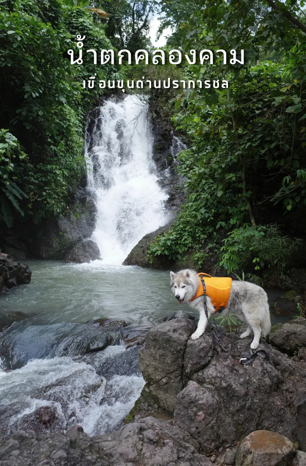 น้ำตกคลองคราม pets image 5