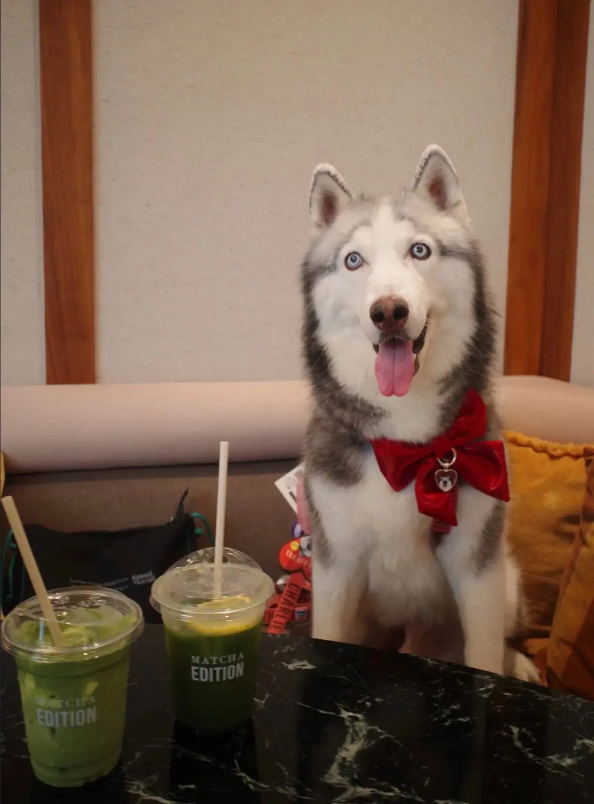 Matcha Edition pets image 5