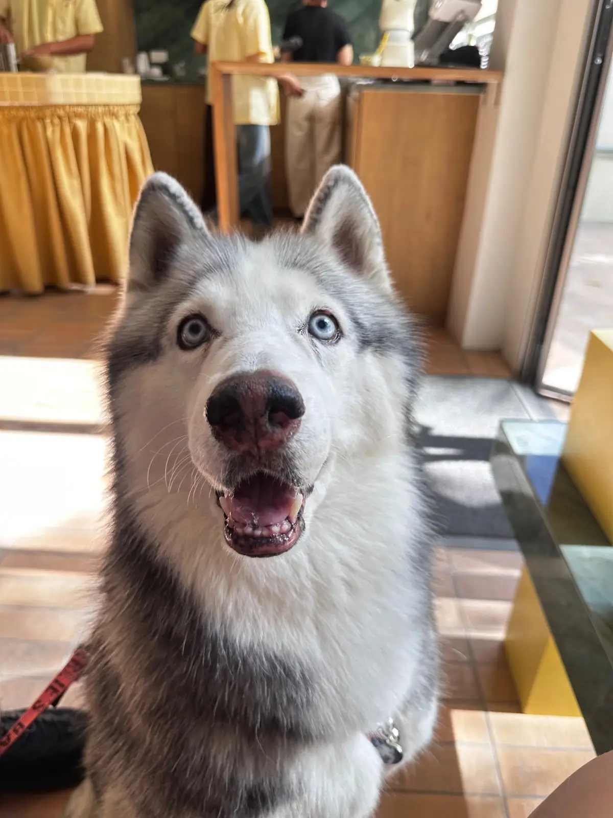 Matcha Edition pets image 4