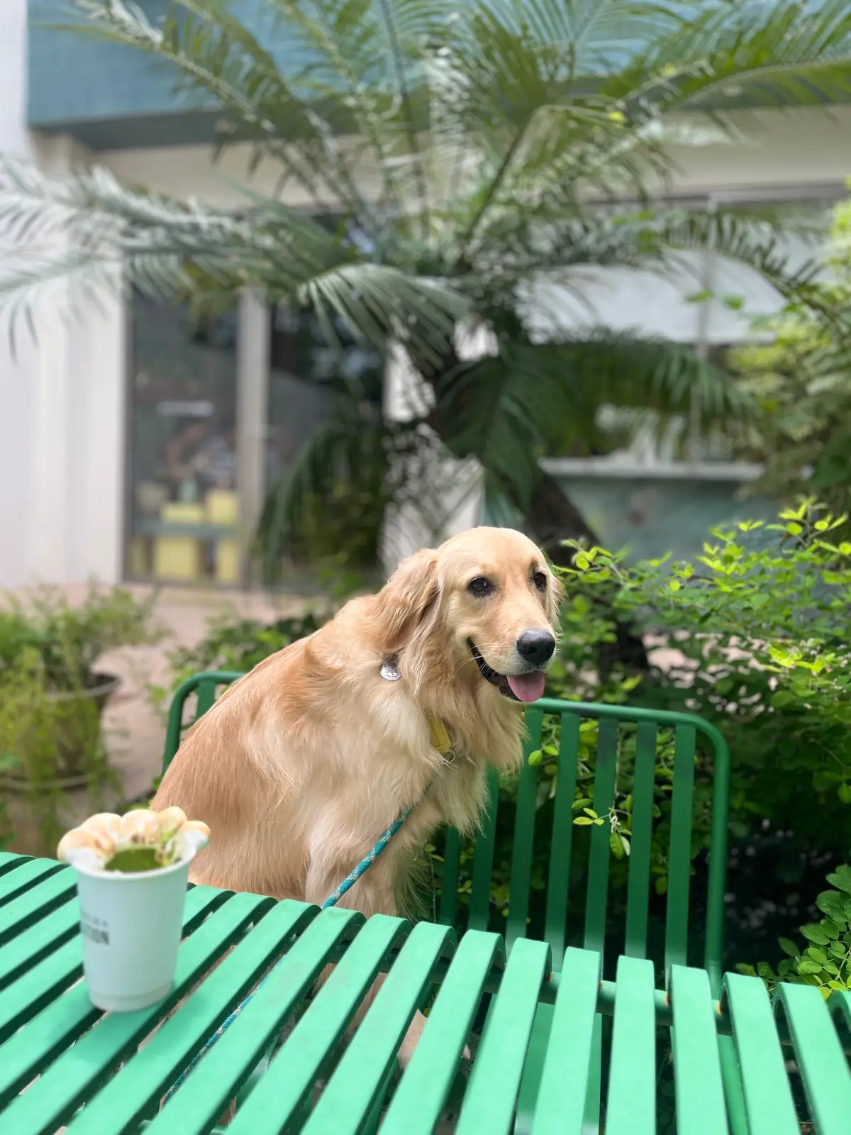 Matcha Edition pets image 1