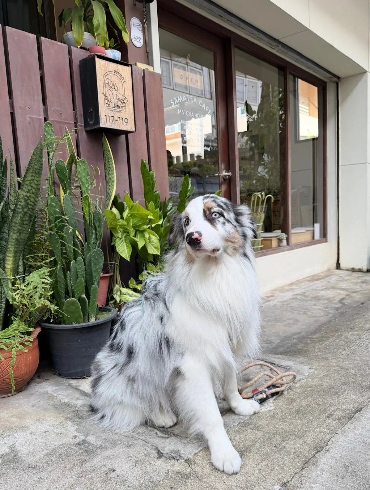 Samatea Cafe pets image 1