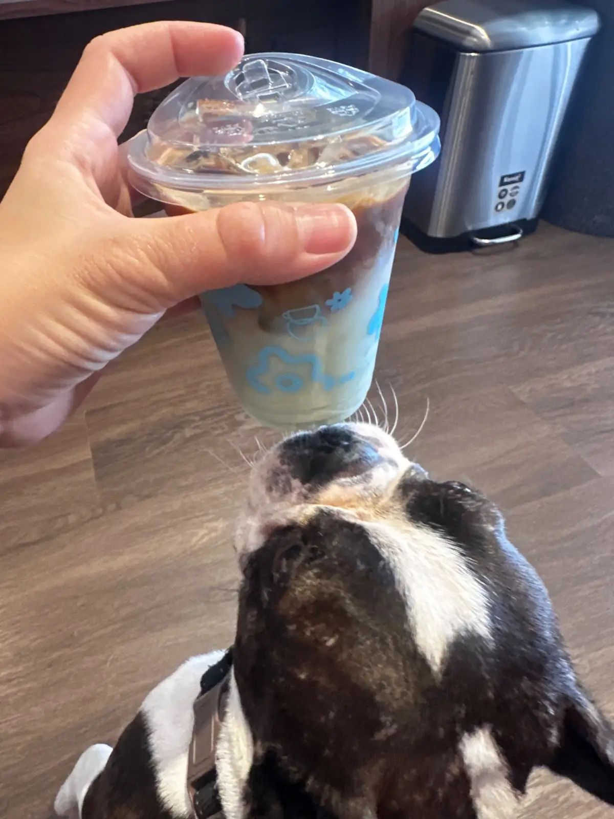 Blue Hour Coffee & Crepe pets image 2
