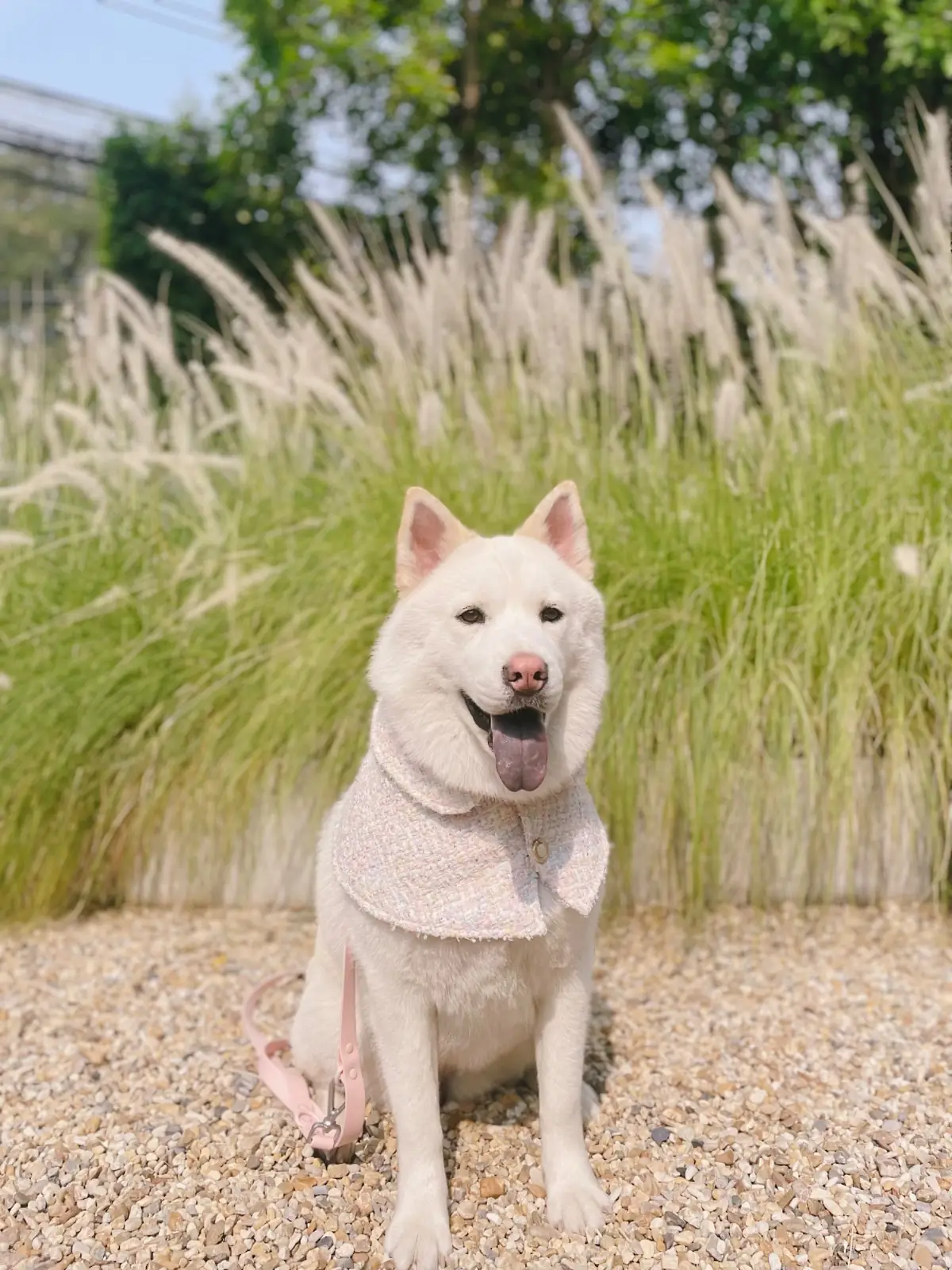 Found Cafe pets image 11