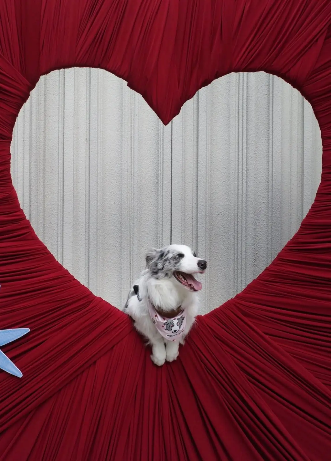 Found Cafe pets image 1