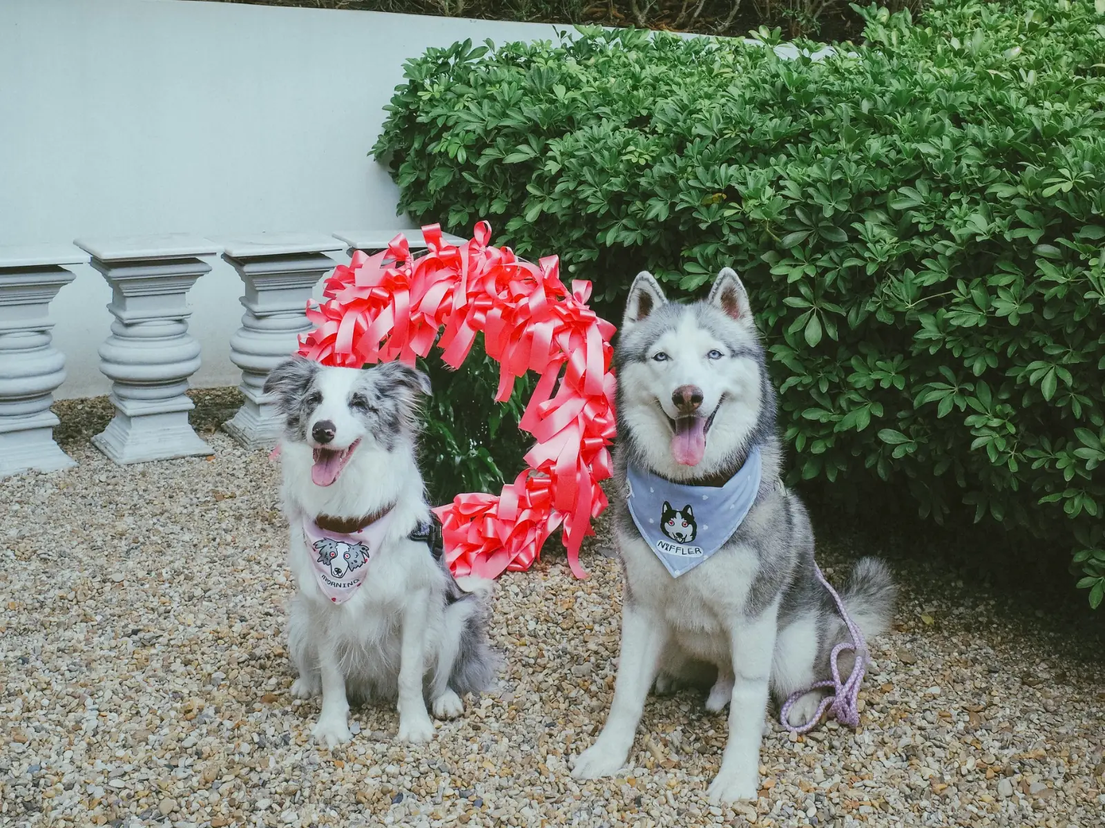 Found Cafe pets image 15