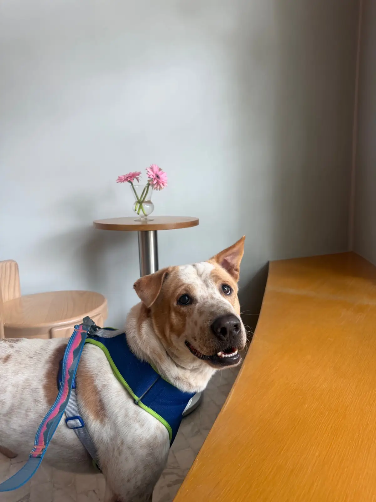 Found Cafe pets image 2