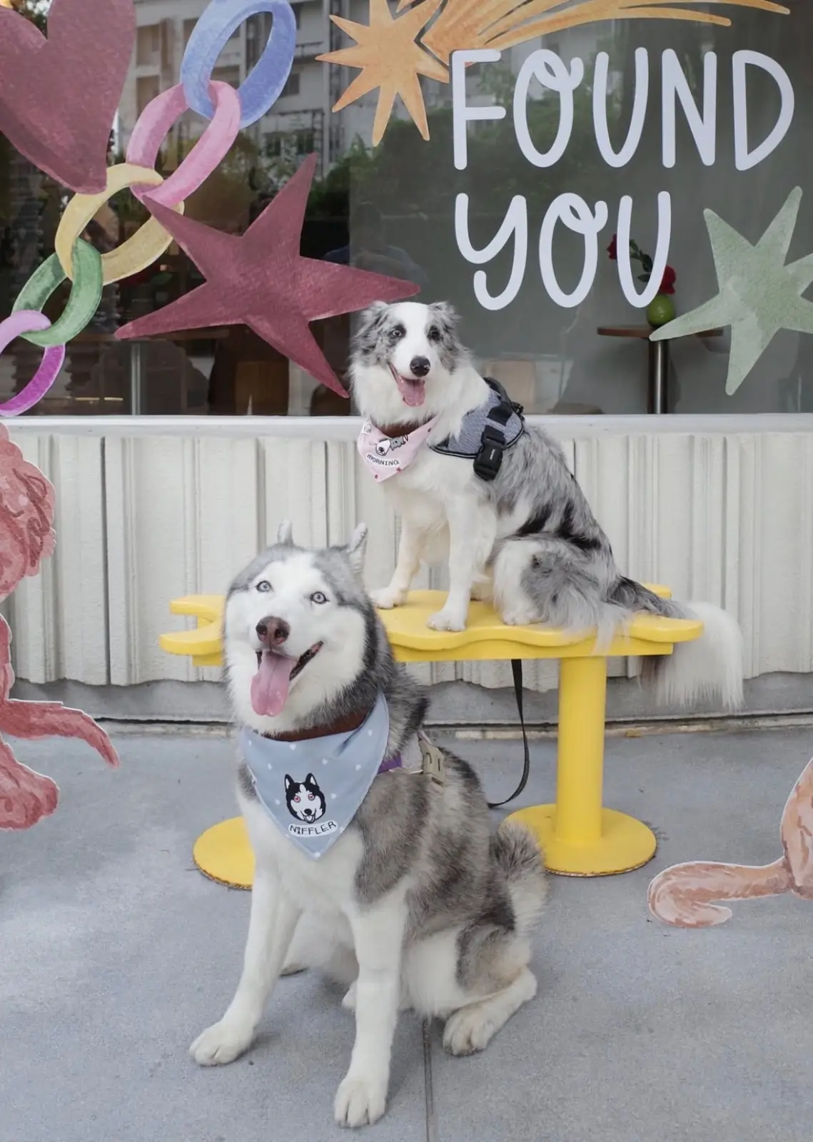 Found Cafe pets image 14