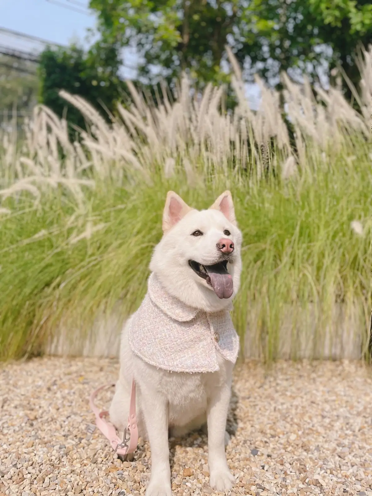 Found Cafe pets image 8