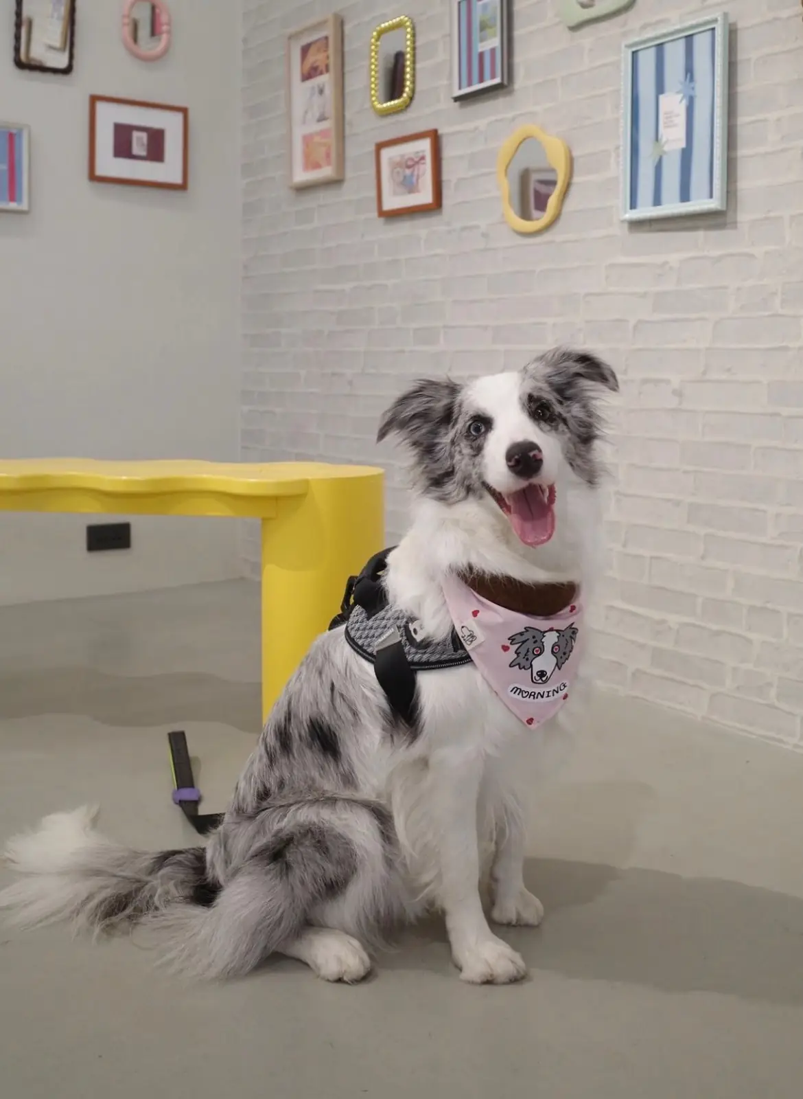 Found Cafe pets image 4