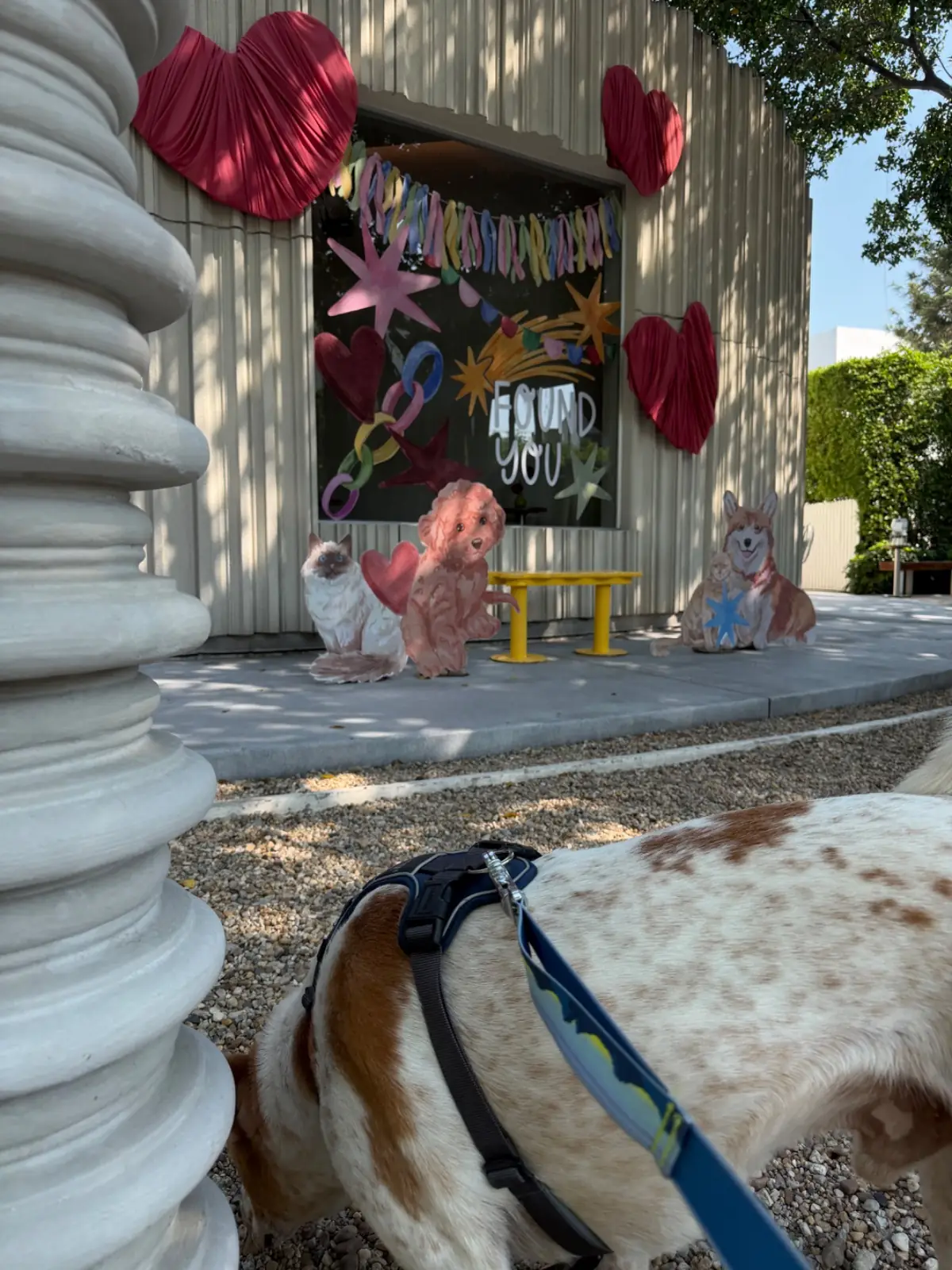 Found Cafe pets image 3