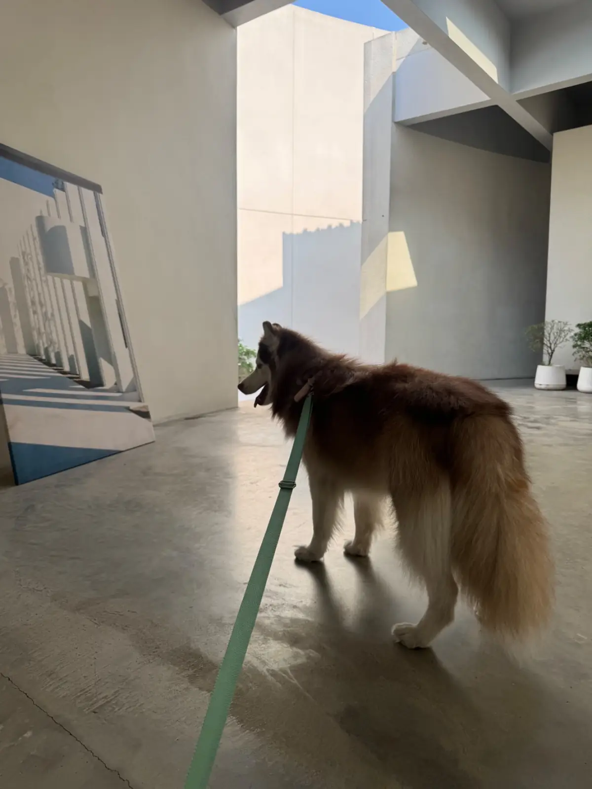 Found Cafe pets image 6