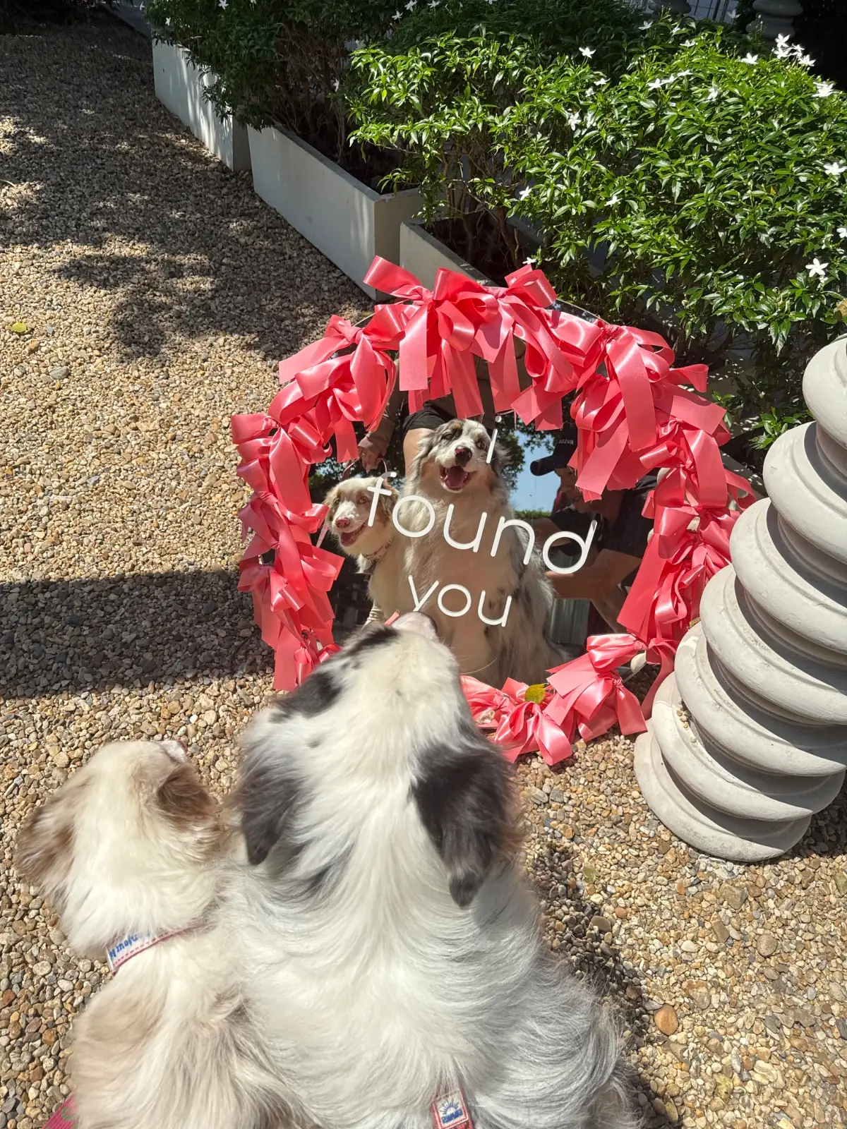 Found Cafe pets image 13