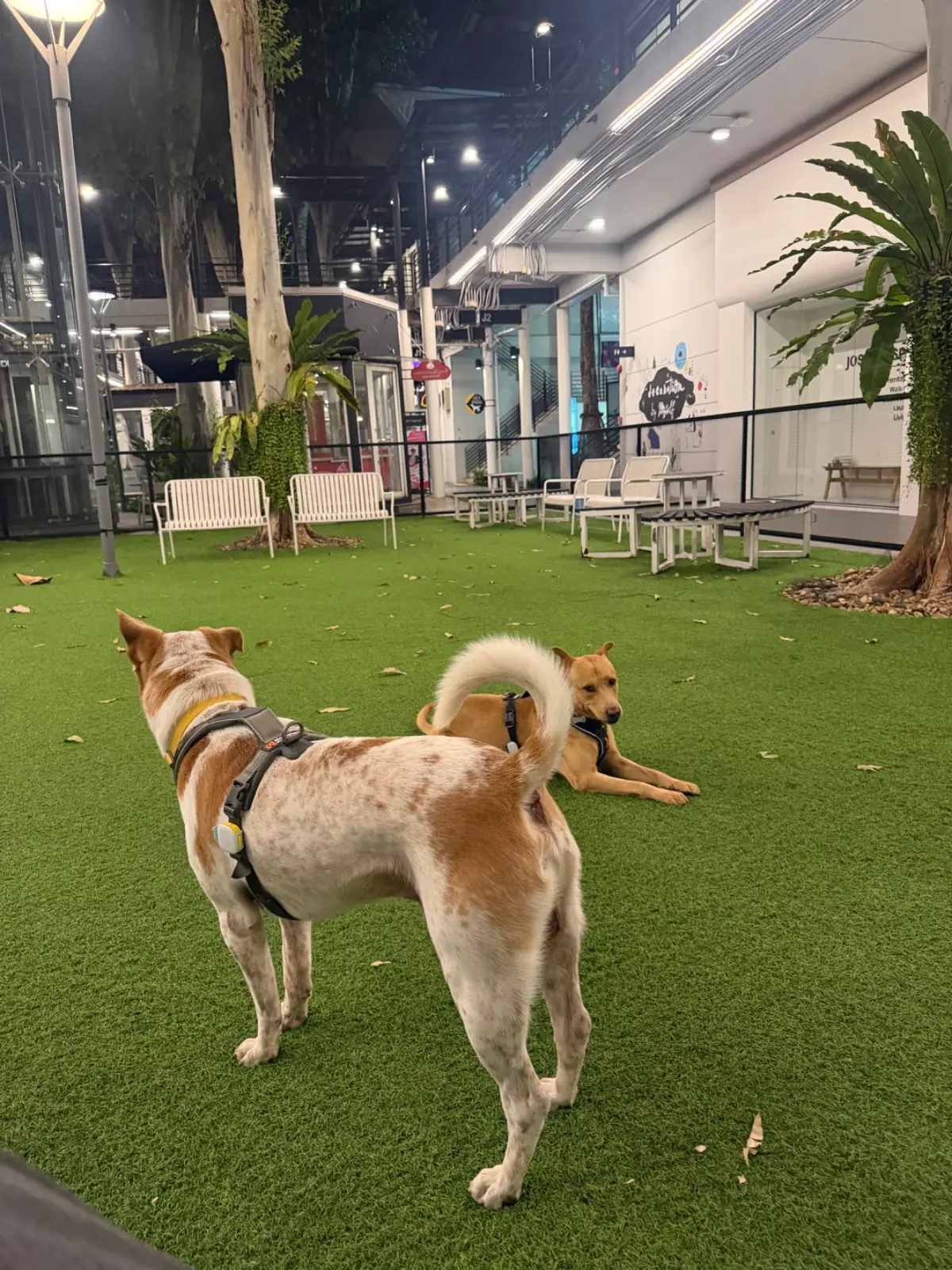 Found Cafe pets image 9