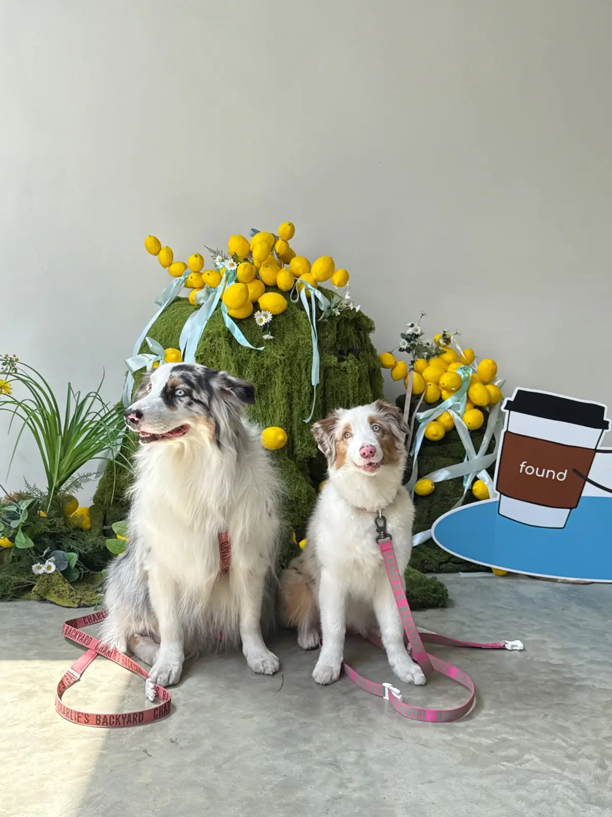 Found Cafe pets image 10