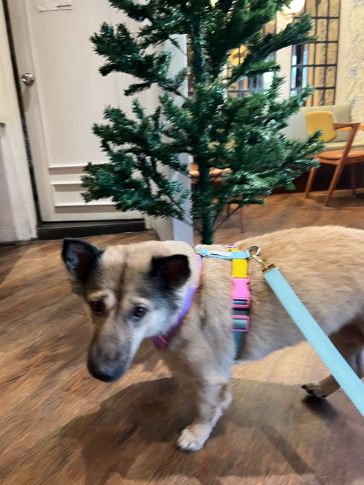 101 & Co. Coffee Roastery pets image 1