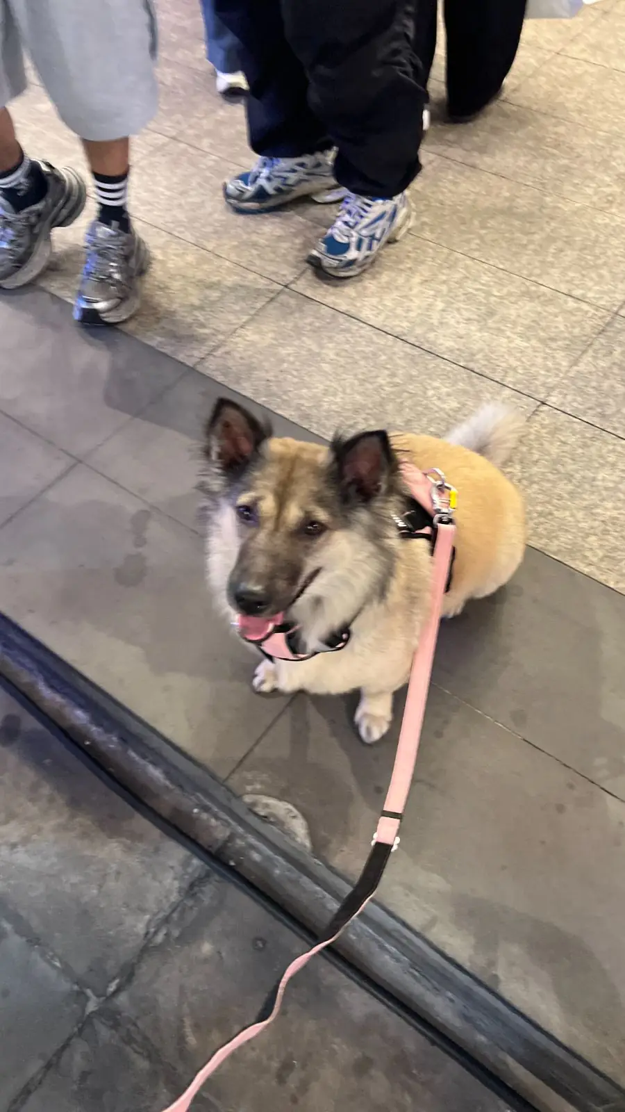 TCDC กรุงเทพ - ศูนย์สร้างสรรค์งานออกแบบ pets image 3