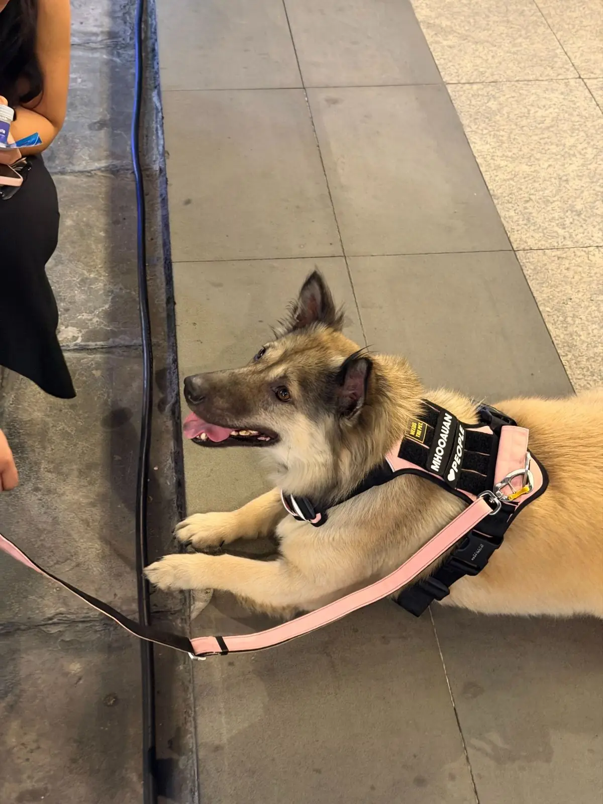 TCDC กรุงเทพ - ศูนย์สร้างสรรค์งานออกแบบ pets image 4