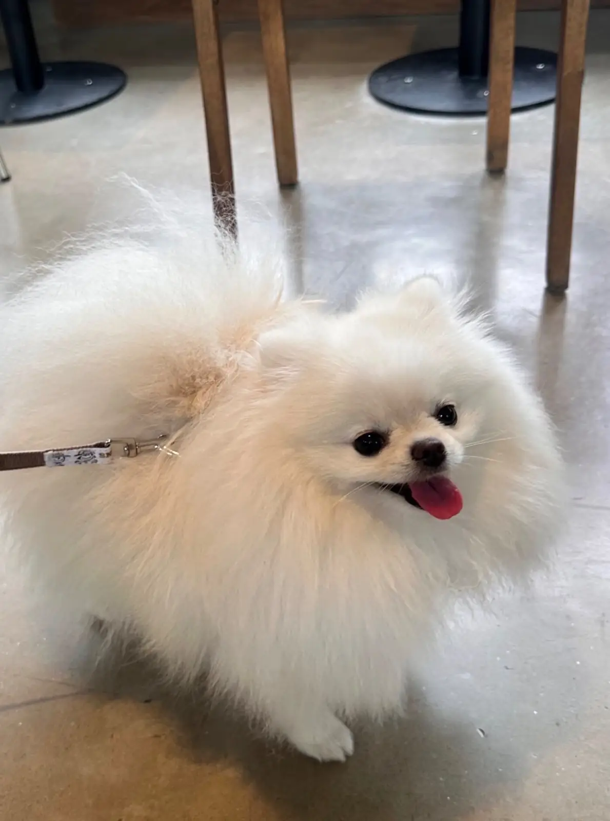 Piccolo Vicolo Café - Wang Burapha-Samyot pets image 6