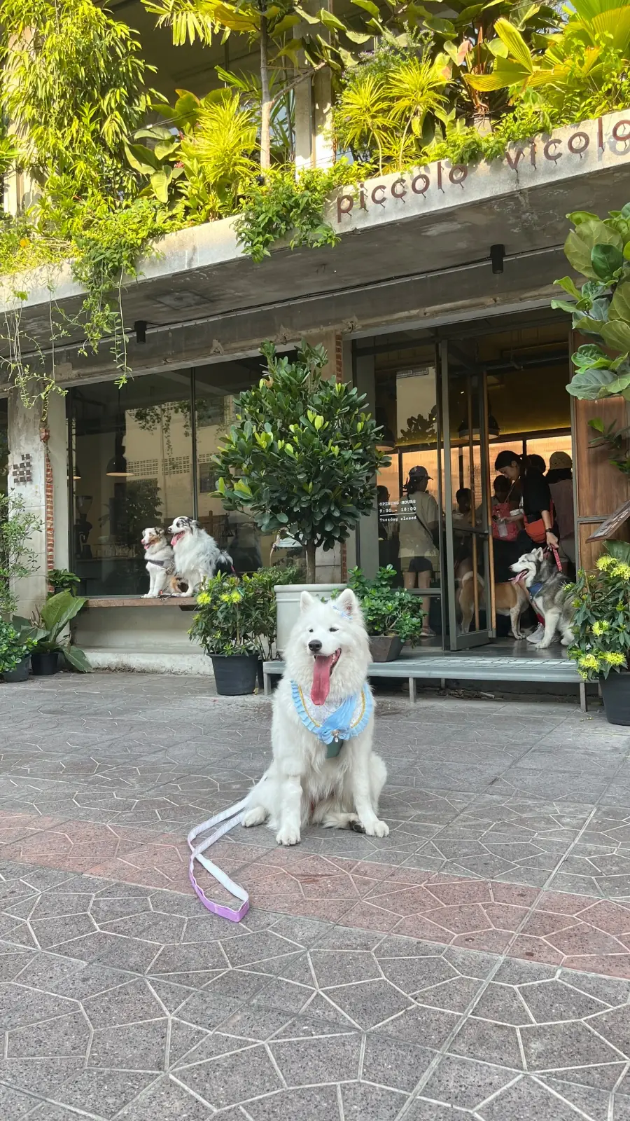 Piccolo Vicolo Café - Wang Burapha-Samyot overall image 1