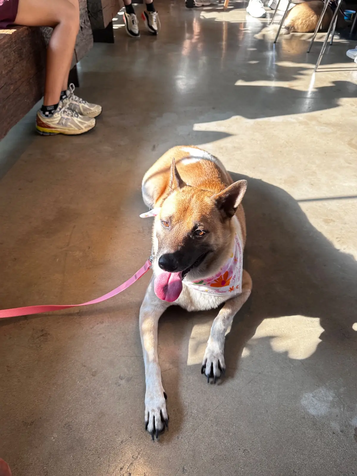 Piccolo Vicolo Café - Wang Burapha-Samyot pets image 3