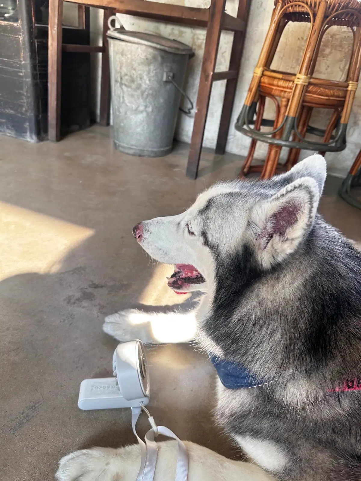 Piccolo Vicolo Café - Wang Burapha-Samyot pets image 2