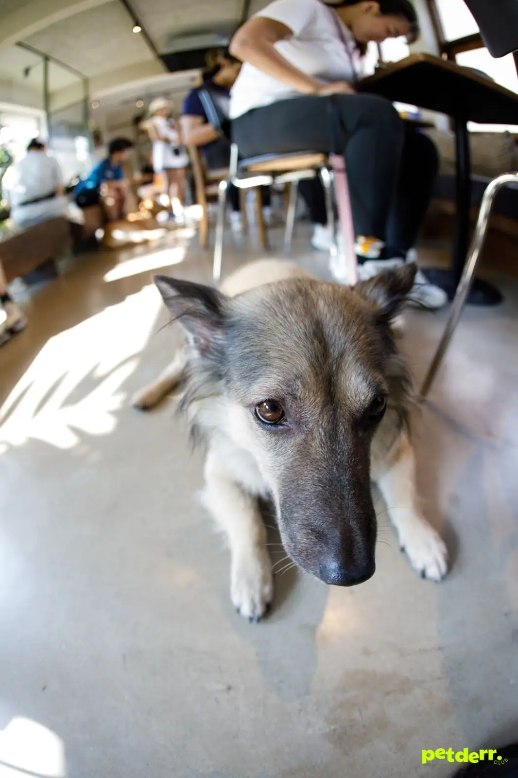 Piccolo Vicolo Café - Wang Burapha-Samyot pets image 8