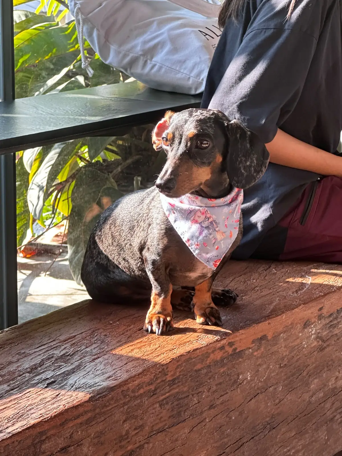 Piccolo Vicolo Café - Wang Burapha-Samyot pets image 4