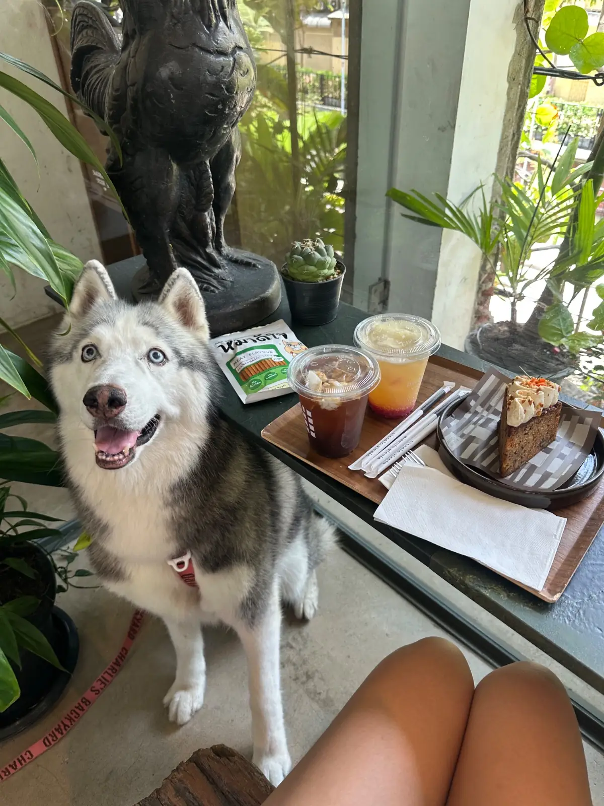 Piccolo Vicolo Café - Wang Burapha-Samyot pets image 16