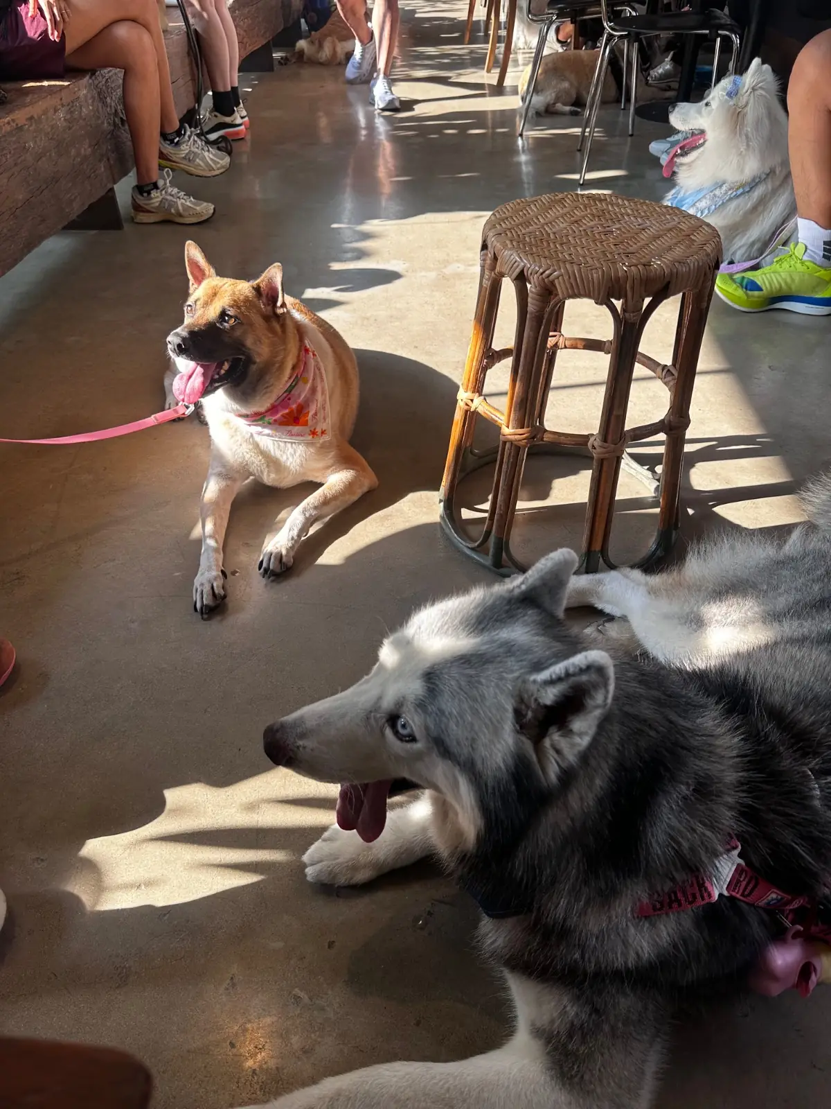 Piccolo Vicolo Café - Wang Burapha-Samyot pets image 1