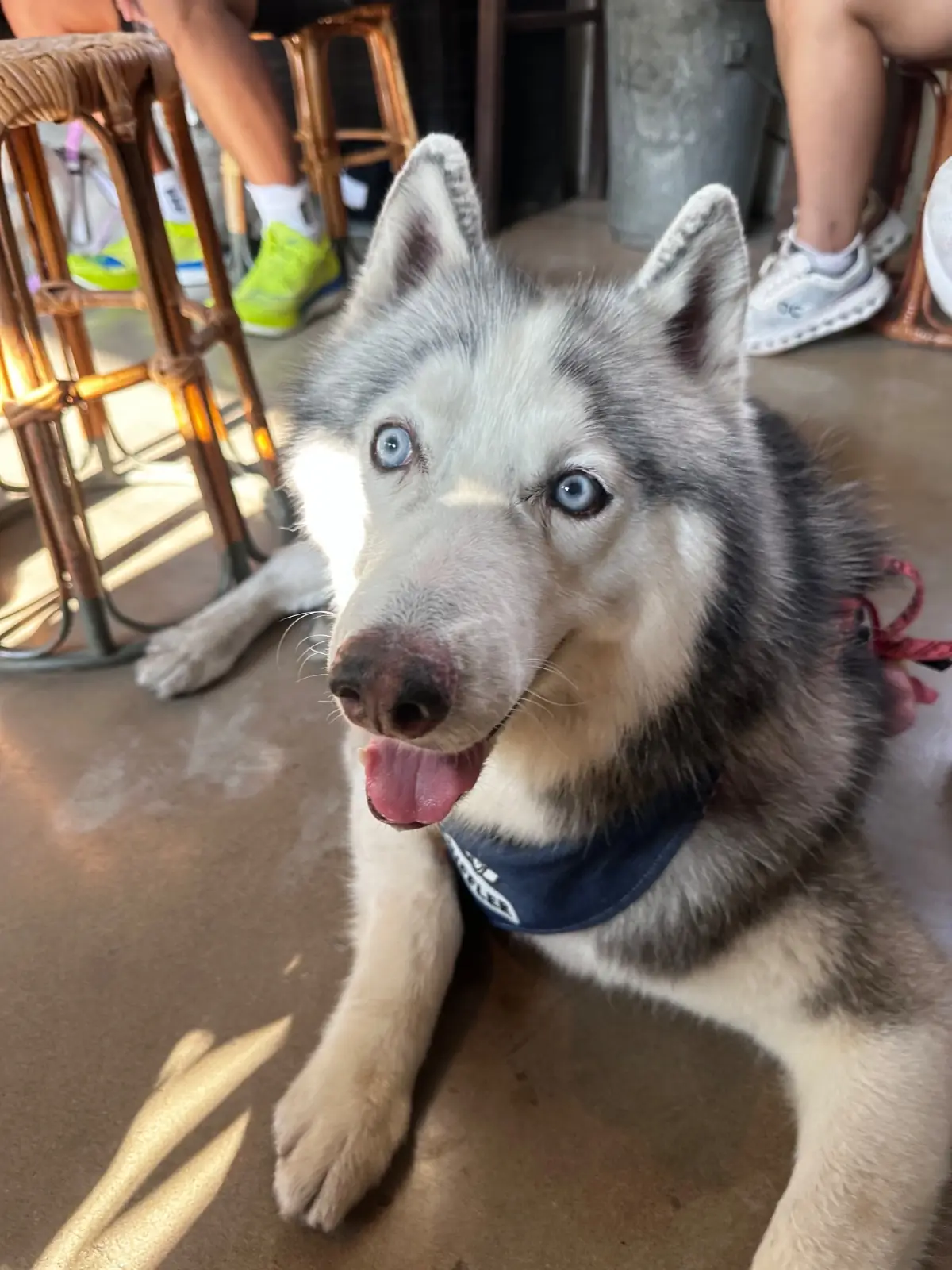 Piccolo Vicolo Café - Wang Burapha-Samyot pets image 5