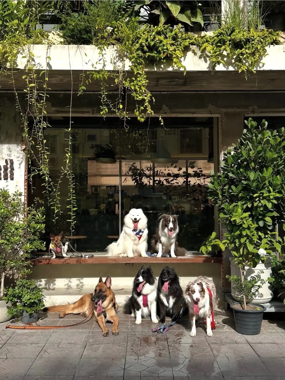 Piccolo Vicolo Café - Wang Burapha-Samyot pets image 13