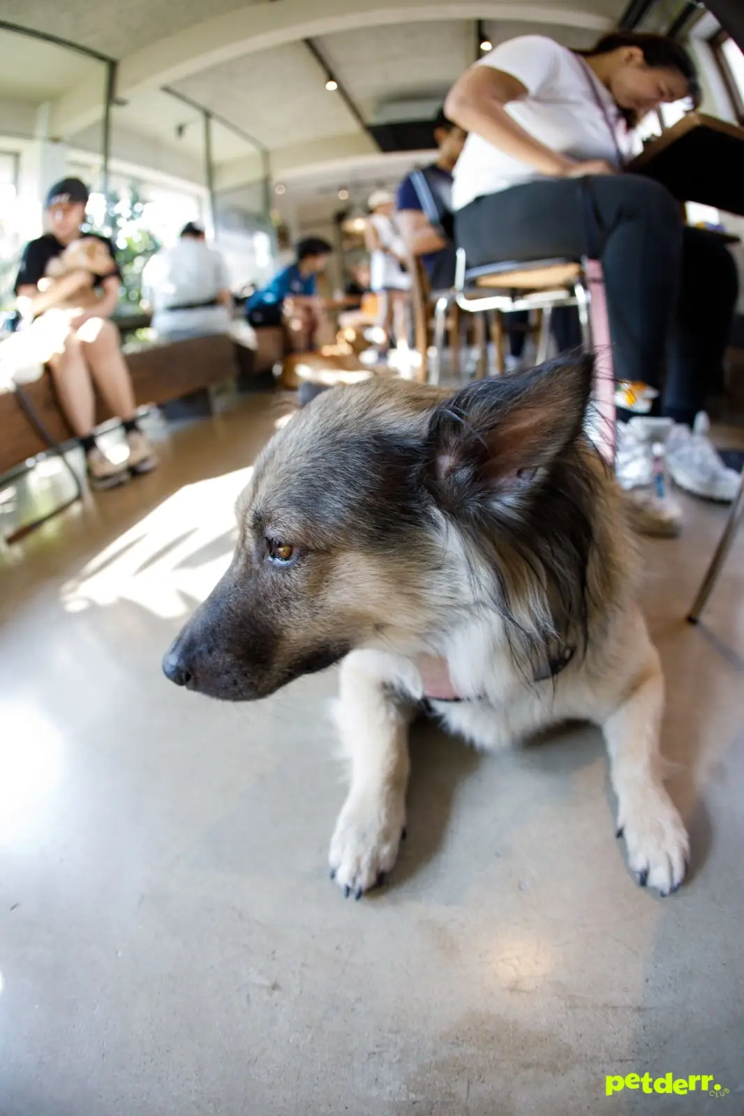 Piccolo Vicolo Café - Wang Burapha-Samyot pets image 7
