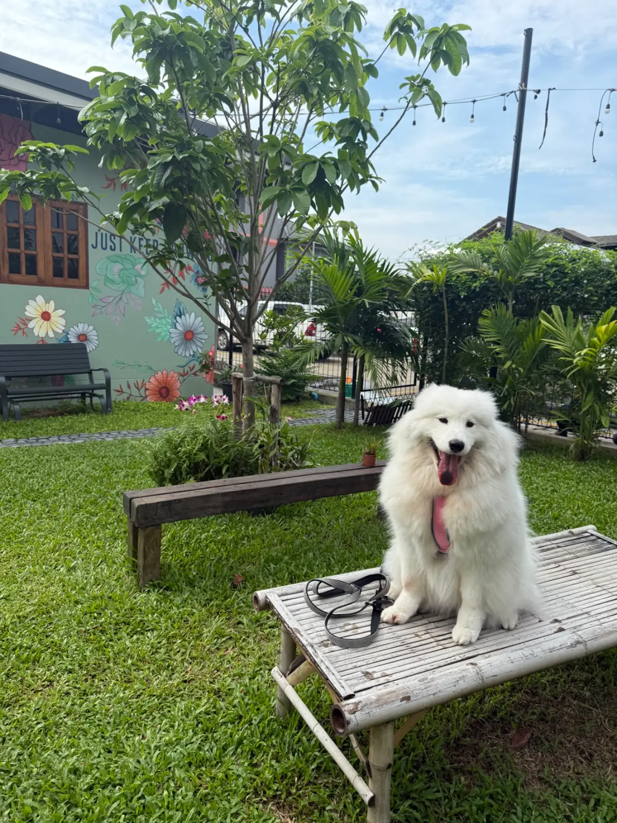 Butterhead Farm & Cafe pets image 2