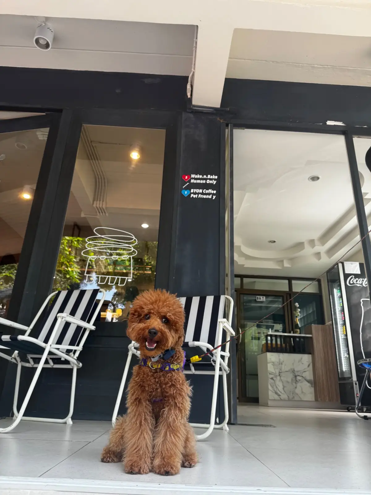 บียอน คอฟฟี่ บาร์ pets image 1