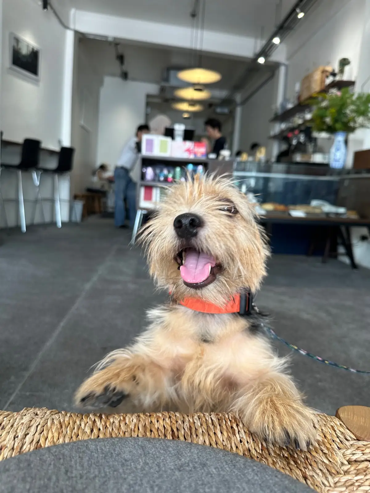 Jeencoffeebar pets image 2