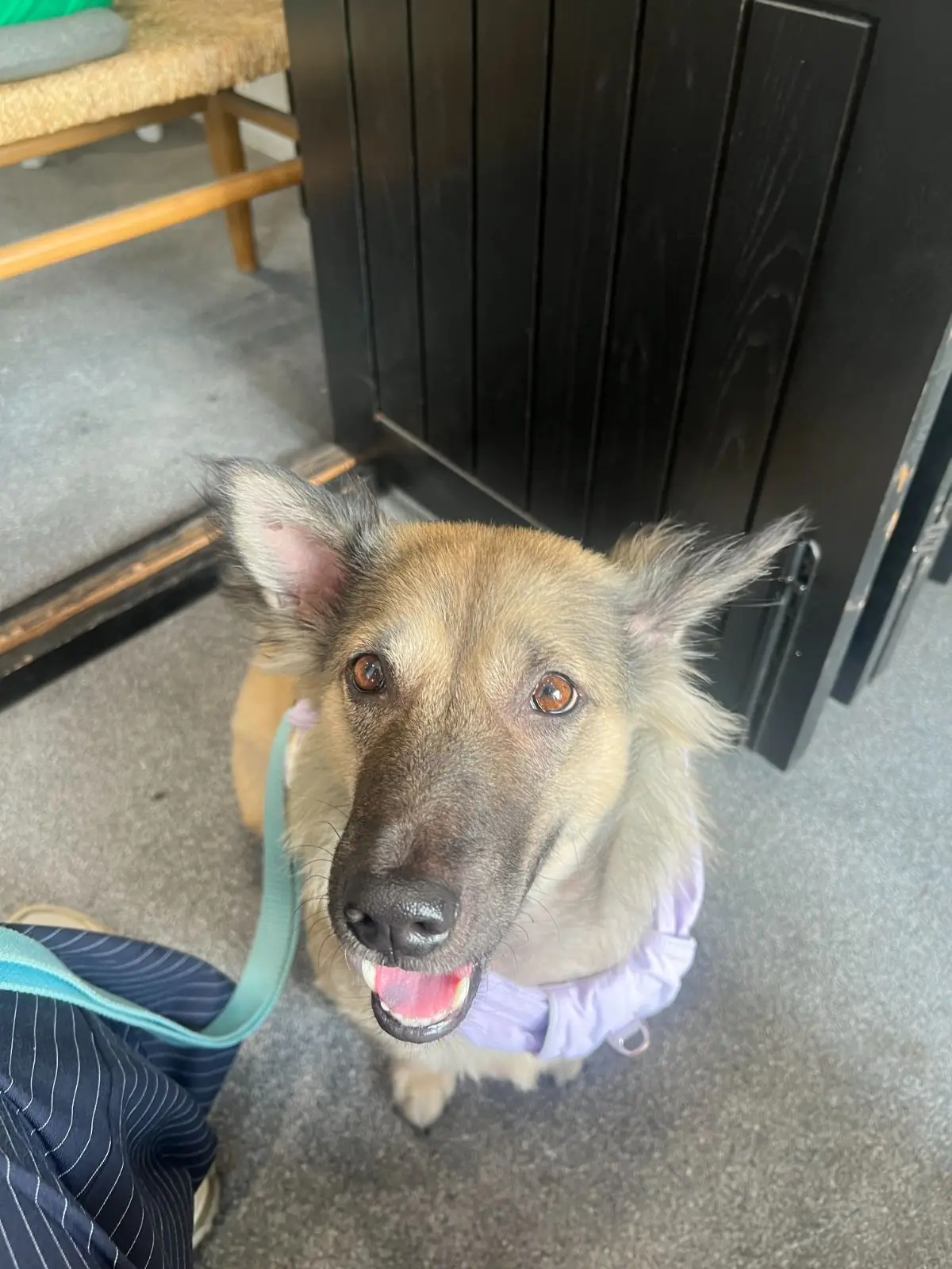 Jeencoffeebar pets image 5