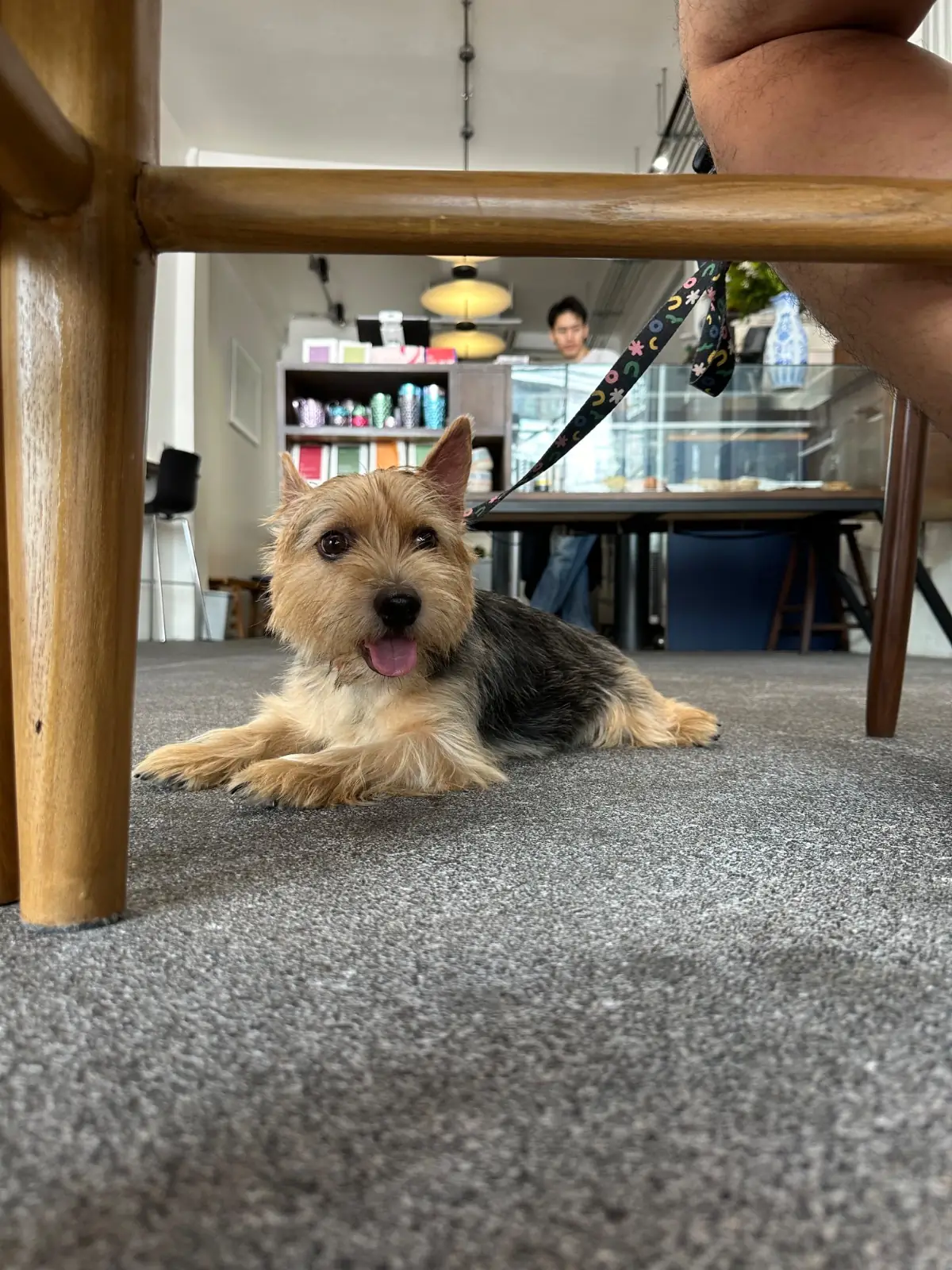 Jeencoffeebar pets image 1