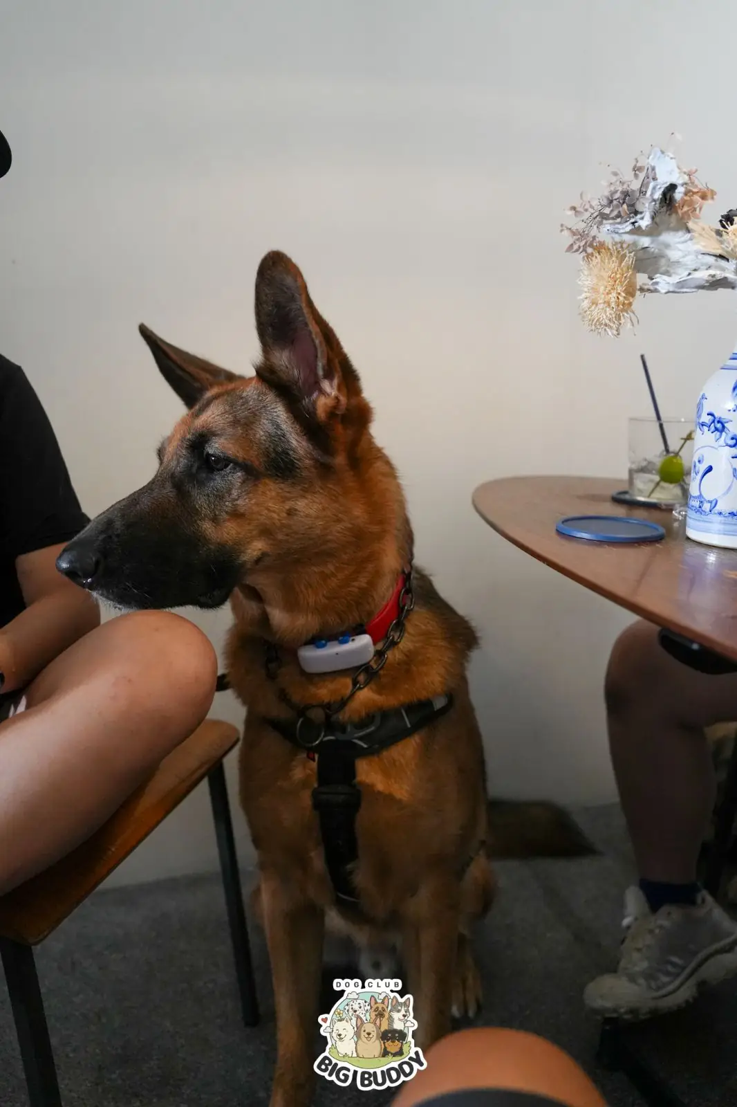 Jeencoffeebar pets image 8